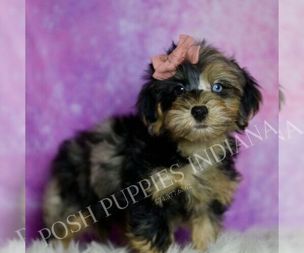 Medium Photo #10 Yorkipoo Puppy For Sale in WARSAW, IN, USA