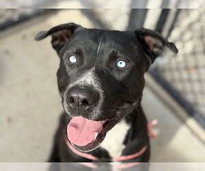 Mutt Dogs for adoption in Tulsa, OK, USA