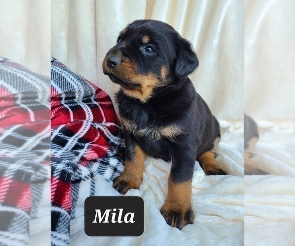 Medium Photo #8 Rottweiler Puppy For Sale in MIDDLEBURY, IN, USA