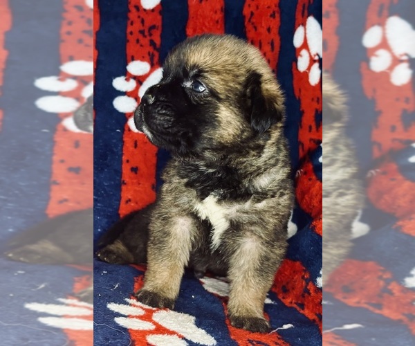 Medium Photo #8 Cane Corso-Saint Bernard Mix Puppy For Sale in ANDERSON, CA, USA
