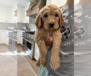 Medium Goldendoodle