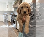 Puppy Brackish Goldendoodle