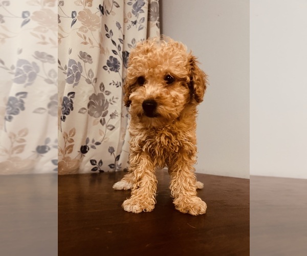 Medium Photo #8 Poodle (Toy) Puppy For Sale in DURHAM, CT, USA