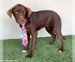 Small Photo #9 Chocolate Labrador retriever-Unknown Mix Puppy For Sale in San Diego, CA, USA