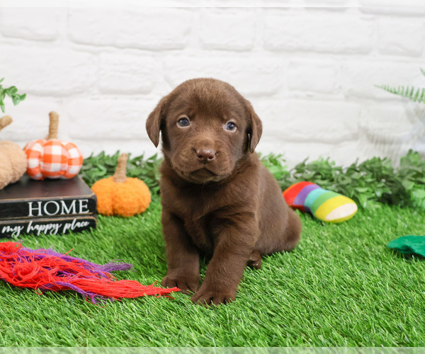 Medium Photo #3 Labrador Retriever Puppy For Sale in SYRACUSE, IN, USA