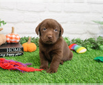 Small #2 Labrador Retriever