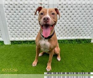 American Pit Bull Terrier Dogs for adoption in West Palm Beach, FL, USA