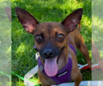 Small #1 Chihuahua Mix
