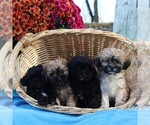 Small Photo #2 ShihPoo Puppy For Sale in HOLTWOOD, PA, USA