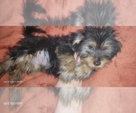 Small #8 Yorkshire Terrier