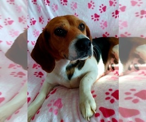 Mother of the Puggle puppies born on 12/22/2022