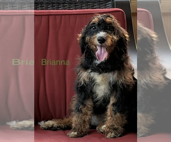 Medium Photo #4 Bernedoodle (Miniature) Puppy For Sale in KINGSPORT, TN, USA