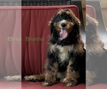 Small #3 Bernedoodle (Miniature)