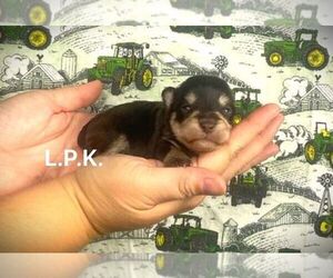 Schnauzer (Miniature) Puppy for sale in WINNSBORO, LA, USA