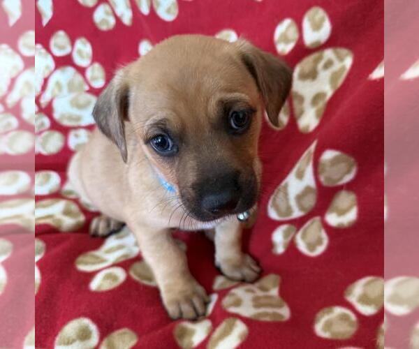 Medium Photo #4 Chihuahua-Unknown Mix Puppy For Sale in San Diego, CA, USA