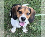 Small Beagle