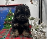 Small #2 Poodle (Toy)-ShihPoo Mix