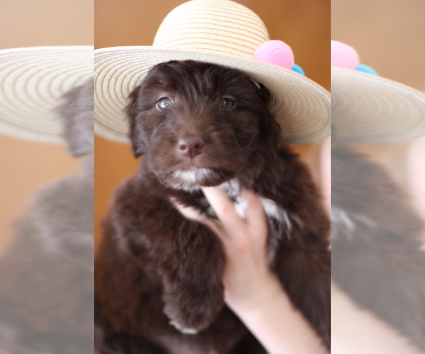 Medium Photo #5 Aussiedoodle Puppy For Sale in EDMOND, OK, USA