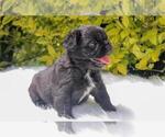 Small Photo #84 French Bulldog Puppy For Sale in ORLANDO, FL, USA