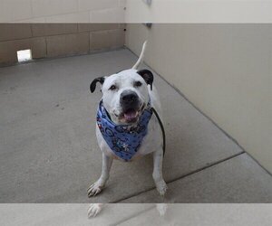 American Pit Bull Terrier-Unknown Mix Dogs for adoption in McKinney, TX, USA