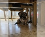 Puppy Chipmunk Mal-Shi