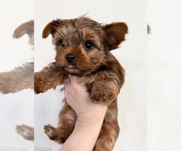 Medium Photo #2 Yorkshire Terrier Puppy For Sale in ROCKLIN, CA, USA