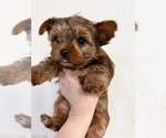 Small #1 Yorkshire Terrier