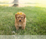 Small #1 Goldendoodle-Poodle (Miniature) Mix