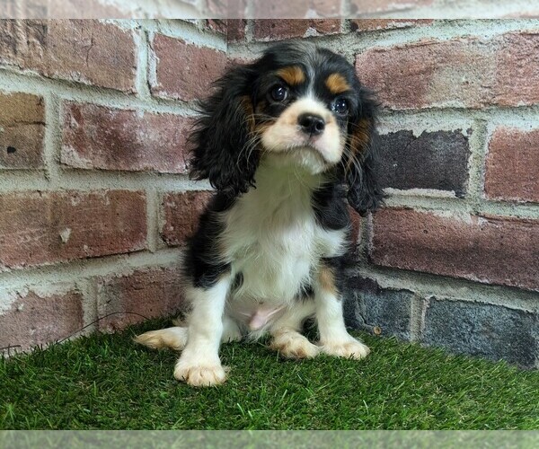Medium Photo #10 Cavalier King Charles Spaniel Puppy For Sale in MOBERLY, MO, USA