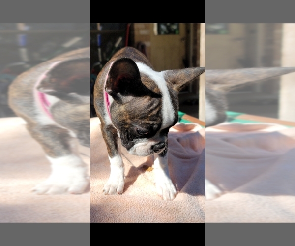 Medium Photo #2 Faux Frenchbo Bulldog Puppy For Sale in SAN ANTONIO, TX, USA