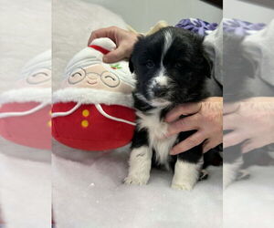 Australian Shepherd-Unknown Mix Dogs for adoption in Aurora, IN, USA