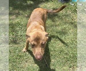 Mutt Dogs for adoption in San Antonio, TX, USA