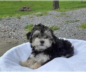 Morkie Puppy for sale in CORNERSVILLE, TN, USA