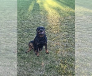 Mother of the Rottweiler puppies born on 09/29/2025