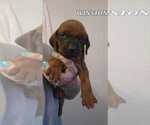 Puppy WINSTON Redbone Coonhound