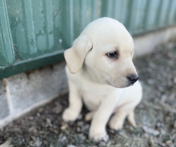Medium Photo #4 Labrador Retriever Puppy For Sale in CLINTONVILLE, WI, USA