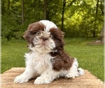 Small #1 Shih Tzu