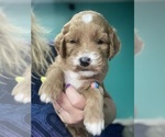 Small #1 Goldendoodle
