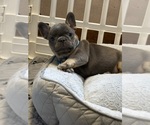 Small #1 French Bulldog