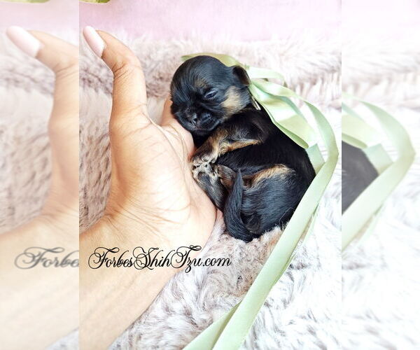 Medium Photo #1 Shih Tzu Puppy For Sale in OCALA, FL, USA