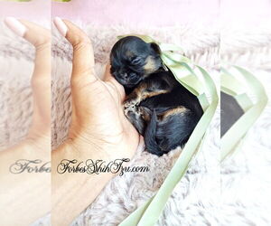 Shih Tzu Puppy for sale in OCALA, FL, USA