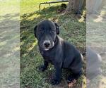 Small German Shepherd Dog Mix