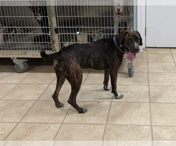 Medium Photo #2 Mountain Cur-Unknown Mix Puppy For Sale in Frenchburg, KY, USA
