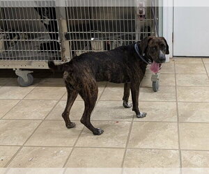 Percy - Male Mountain Cur-Unknown Mix Dog for Adoption - Photo #2