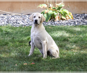 Labrador Retriever Puppy for Sale in SYRACUSE, Indiana USA