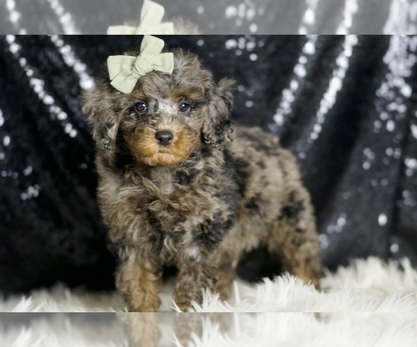 Medium Photo #5 Poodle (Miniature) Puppy For Sale in WARSAW, IN, USA