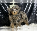 Small #4 Poodle (Miniature)