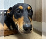 Small #6 Rottweiler Mix