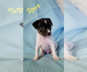 Rat Terrier Puppy for sale in CLARKRANGE, TN, USA