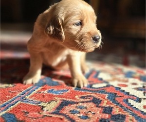 Golden Retriever Puppy for sale in HAMMONTON, NJ, USA